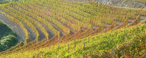 Il paesaggio agricolo del Piemonte accompagnerà la promozione dei vini piemontesti a Hong Kong