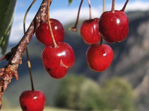 Le ciliegie, ricche di antociani, sono indicate nella prevenzione dell'endometriosi e nella dieta anti dolore