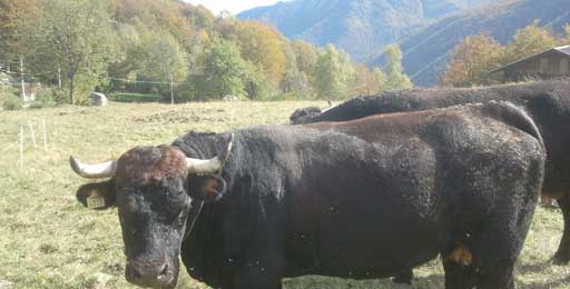 mucche-da-battaglia-pian-della-pietra-2013-10-18--(3)