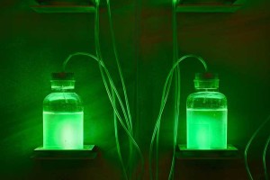 Batteri bioluminescenti al Museo della merda di Castelbosco a Gragnano Trebbiese (PC
