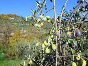 olive mature (5)